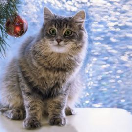 Котик в снегу (56 фото)