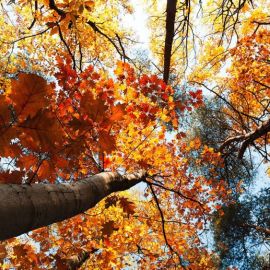 Деревья в октябре (53 фото)