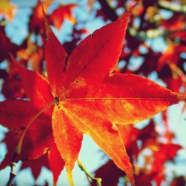 Яркие листья (53 фото)