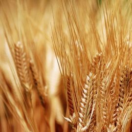Пшеница на белом фоне (45 фото)