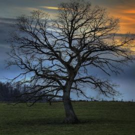 Голое дерево (39 фото)