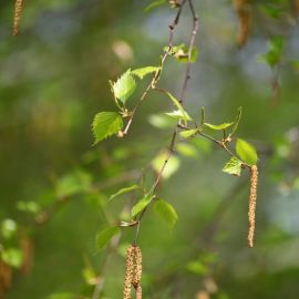 Береза листья сережки (59 фото)