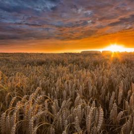 Пшеничное поле на закате (52 фото)