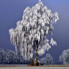 Красивые деревья в снегу (48 фото)