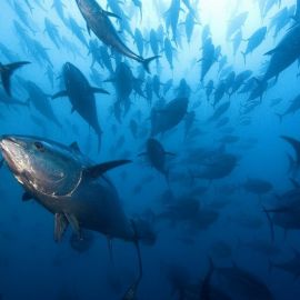 Рыбы Тихого океана (54 фото)