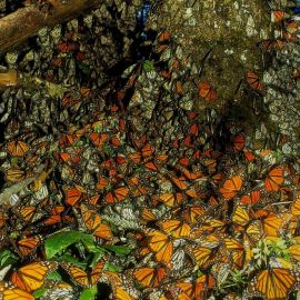 Долина бабочек (52 фото)