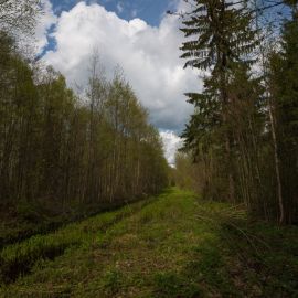 Просеки в лесу (51 фото)