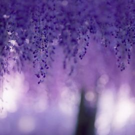 Пурпурный дождь (55 фото)