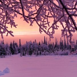 Розовый снег (57 фото)