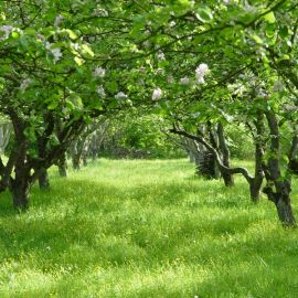 Яблоневый сад в Ясной Поляне (51 фото)