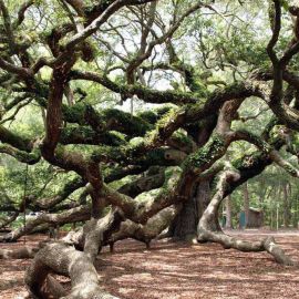 Самый старый дуб в мире (57 фото)