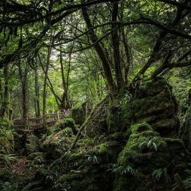 Лес Великобритании (53 фото)
