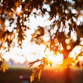 Листья в лучах солнца (51 фото)