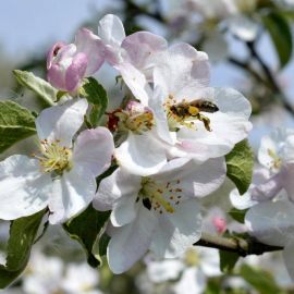 Яблоня Цветущая в саду (53 фото)