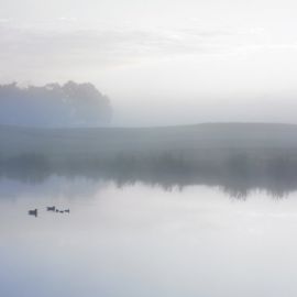 Туман над прудом (54 фото)