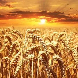 Золотое поле пшеницы (49 фото)