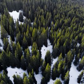 Леса России сверху (51 фото)