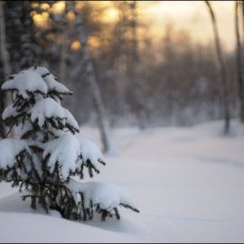 Маленькая елочка в лесу зимой (74 фото)