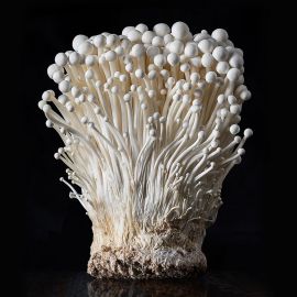 Китайские грибы (71 фото)