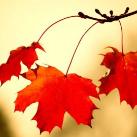 Клен красный осенью (61 фото)