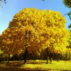 Осенний тополь (60 фото)