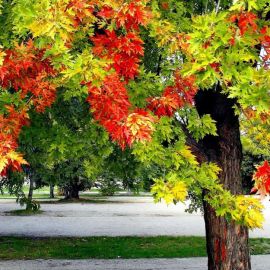 Канадский клен осенью (66 фото)