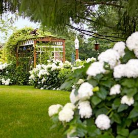 Красивый белый сад (60 фото)