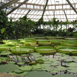 Оранжерея ботанического сада петра великого (74 фото)