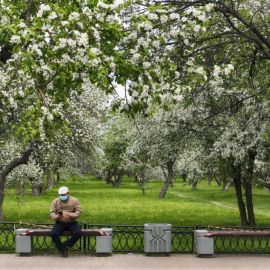 Яблоневые сады в коломенском парке (69 фото)