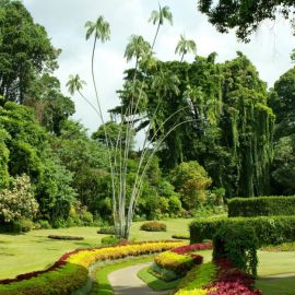 Ботанический сад перадения (67 фото)