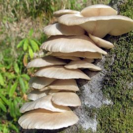 Дикая вешенка гриб (70 фото)