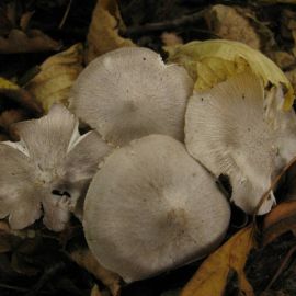 Осенние грибы подмосковья рядовки (69 фото)