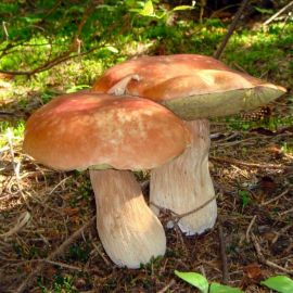 Самый большой белый гриб (73 фото)