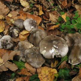 Осенние грибы рядовки (69 фото)