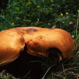 Чернопузики грибы (70 фото)