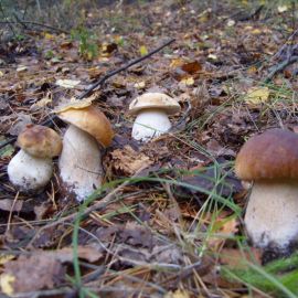 Полностью белый гриб (69 фото)