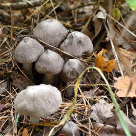 Рядовки грибы мышата (71 фото)