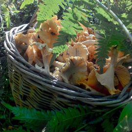 Лисичка обыкновенная гриб (68 фото)