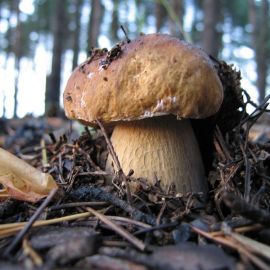 Белые грибы в сосновом бору (67 фото)