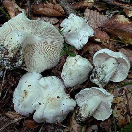 Рядовка еловая грибы (74 фото)