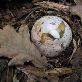 Веселка обыкновенная гриб (71 фото)