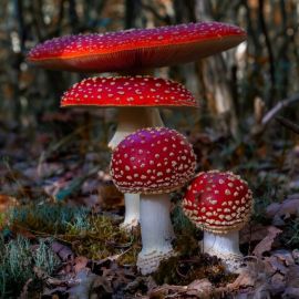Алтайский грибы мухомор (61 фото)