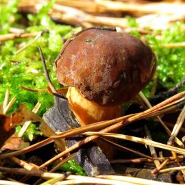 Каштановый гриб (65 фото)