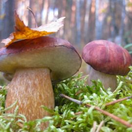 Ранняя осень грибы (77 фото)
