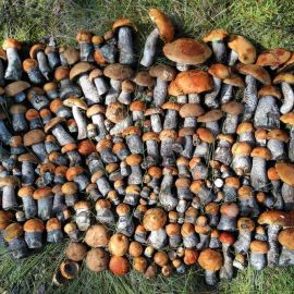 Дикие грибы (71 фото)