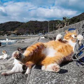 Котик на пляже (74 фото)
