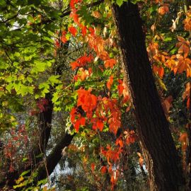 Кустарник с кленовыми листьями (43 фото)