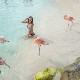 Пляж фламинго в лазаревском (72 фото)