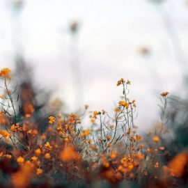 Полевые цветы в тумане (73 фото)
