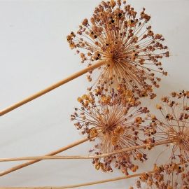 Луговые сухоцветы (74 фото)